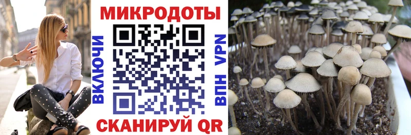 Псилоцибиновые грибы мицелий  закладки  это наркотические препараты  Волжск 